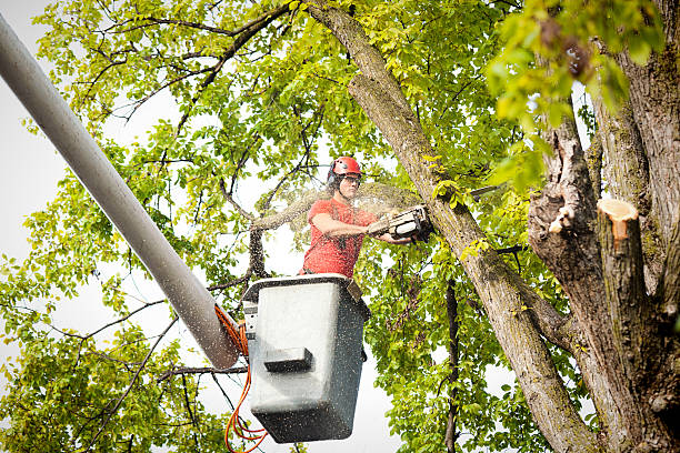 Best Arborist Consultation Services  in Lake Ketchum, WA