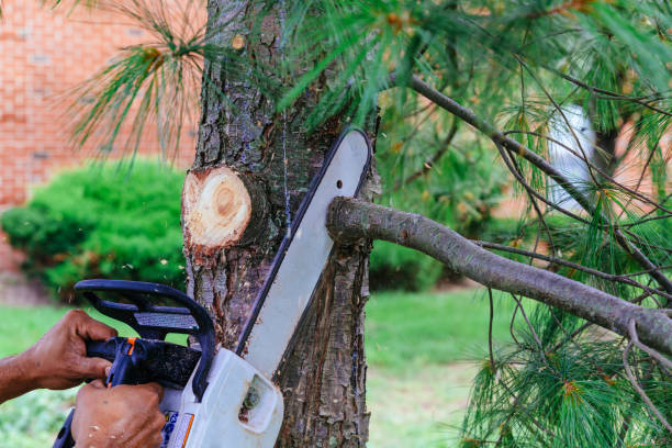 Best Tree Cabling and Bracing  in Lake Ketchum, WA